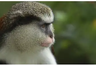 Look out for the Mona monkeys on your rainforest trek