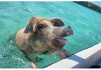 The swimming pigs of Big Major Cay are a huge attraction