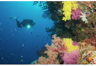 Fiji has some of the best diving anywhere in the world