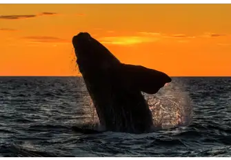 There's a strong chance of seeing humpback whales in December