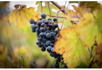 From muscat grape to glass - Samos Nectar