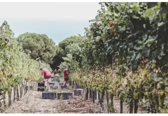 Vineyard in Barcelona, Spain