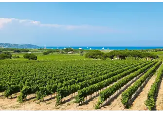 Vineyard in Saint-Tropez, France