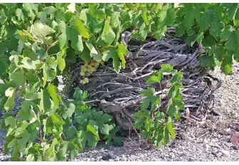 Vineyard in Santorini, Greece