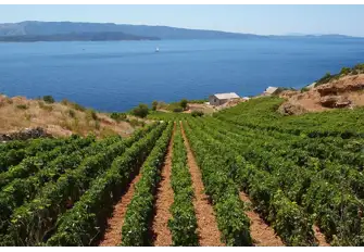 Vineyard in Hvar, Croatia
