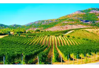 Vineyard in Sardinia, Italy
