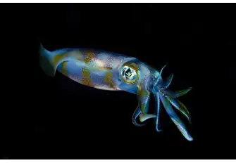It's not just about the big stuff, smaller organisms like this tiny iridescent squid also fascinate