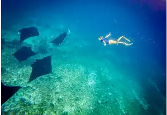 Diving with oceanic mantas is an incredible experience