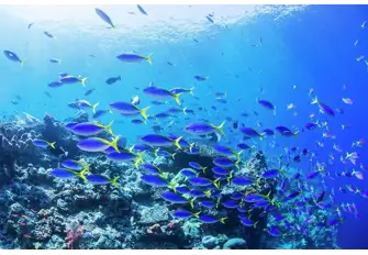 Abundant marine life in Komodo National Park