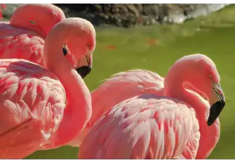The Galapagos is a wildlife haven like no other on earth