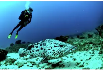 The Lavezzi archipelago has many wonders below the water for divers and snorkellers
