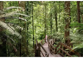 Immerse yourself in the Daintree Rainforest, one of the oldest in the world at around 135 million years