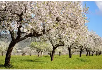 February sees Ibiza's almond trees in picturesque bloom