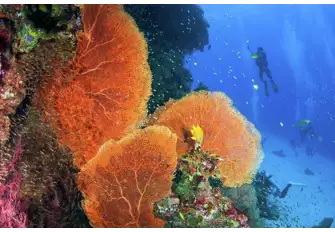 The diving in South East Asia is some of the best in the world