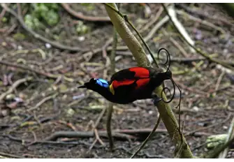 Waigeo Island is home to the rare and beautiful Wilson's bird of paradiseWaigeo Island is home to the rare and beautiful Wilson's bird of paradise