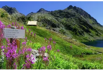 Resilient blooms line your hiking route during the summer months