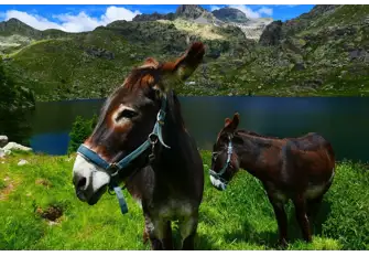 Some more recent residents are well suited to the undulating landscape and lush green meadows