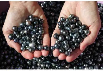 Black pearls from French Polynesia