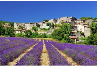 Fragrant fields of lavender in Céreste, Alpes-de-Haute-Provence