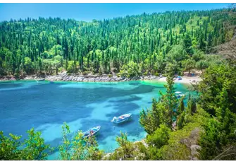 Roam through pine scented forest