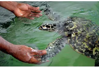 Rescued turtles are nursed back to health here