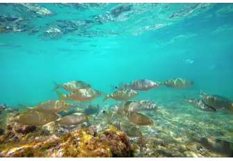 The underground lakes hold a variety of Mediterranean fish and marine life