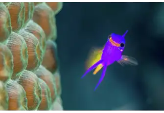 The untouched reefs are teeming with life