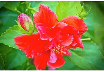 Red Hibiscus is just one of the wonders you can find at St Vincent’s Botanical Gardens