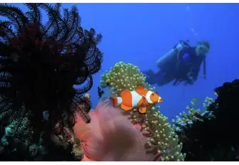 The Great Barrier reef is renowned for its diving and it is the largest dive site in the world
