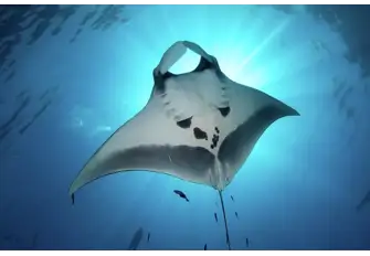 Let your guide take you to a cleaning station and watch the oceanic mantas glide in gracefully