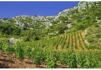 The southern side of the island of Hvar has vineyards growing the native Bogdanuša grape