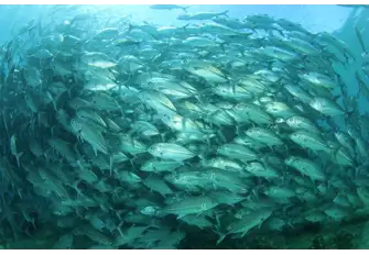 Bigeye trevally surge into a bait ball, one of the countless amazing sights below the waters