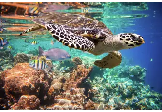It's a great place to spot endangered Hawksbill turtles
