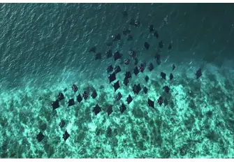 A single huge oceanic manta ray is a majestic sight. A squadron of them is magical