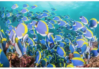 Rainbow-coloured fish, like these surgeonfish, delight every time