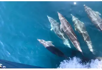 A yacht on the move is a magnet for dolphins