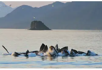 Humpback whales work together when bubble-net feeding