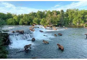 Be sure to keep an eye out for Alaska's Kodiak Bears