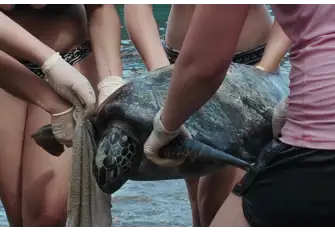 Volunteers tag green turtles before returning then to the sea