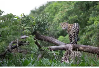 The jaguar, Costa Rica's only big cat, is at risk of extinction due to habitat loss and illegal hunting. The country's many national parks are its best chance of survival