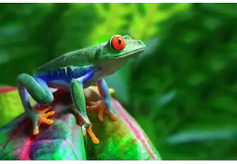 The red-eyed tree frog is just one of the beguiling and colourful species that abound in this country's rainforests