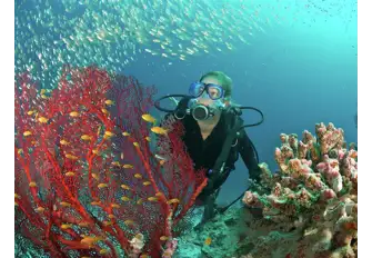 Maldives' unspoilt waters are teeming with bucket-list marine life