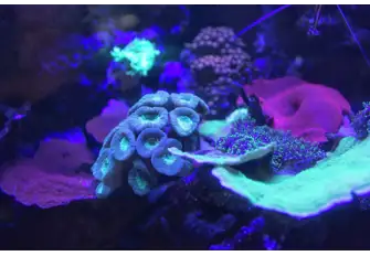 Night dives with torch filters open up a whole new world of colour