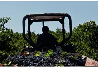 COS researches the origins of wine production