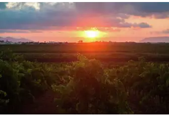 Vines on Etna's fertile slopes