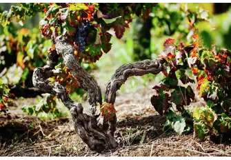 Mature Nerello Mascalese vines