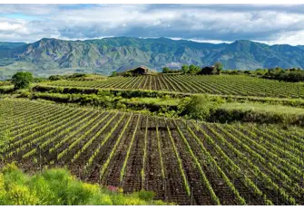 The slopes of Etna have rich volcanic soil