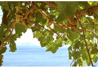 Sicily is ideally suited to wine production