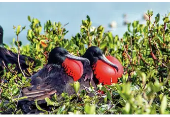 The famous Frigate bird