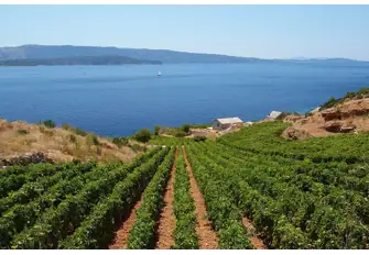Croatia is home to many established vineyards